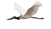 Jabiru Auto Rental
